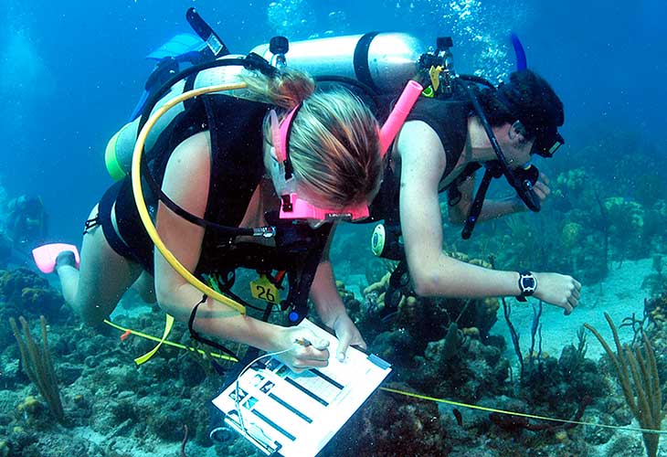 O Que é A Biologia Marinha O Que é A Biologia Marinha
